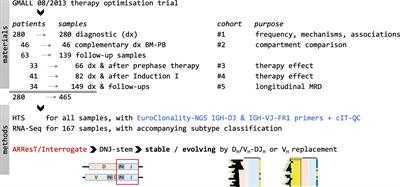 Insights into IGH clonal evolution in BCP-ALL: frequency, mechanisms, associations, and diagnostic implications